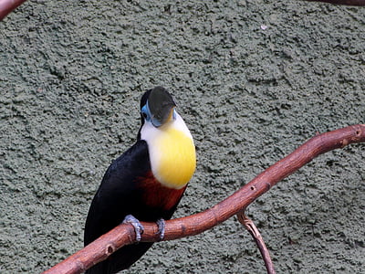 vogel, Toucan, zwart, geel, blauw, tak, dierentuin