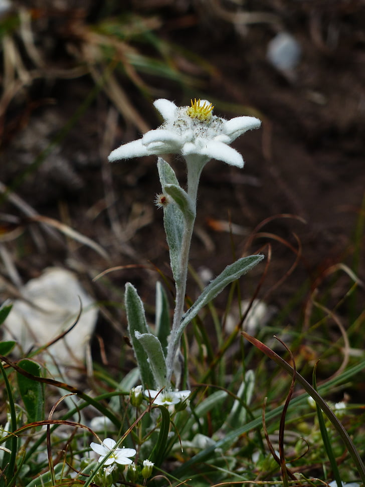 Alpine edelweiß, vanlige, Edelweiss, fluffy, hvit, sjelden, beskyttet