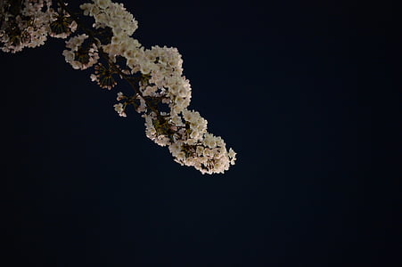 čerešňa, kvitnúce sakury, jarné kvety, Japonsko, v plnom kvete, k, Sakura