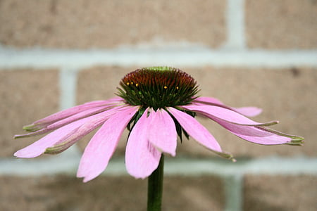 bunga, Coneflower, Echinacea, Daisy, merah muda, Taman, tanaman