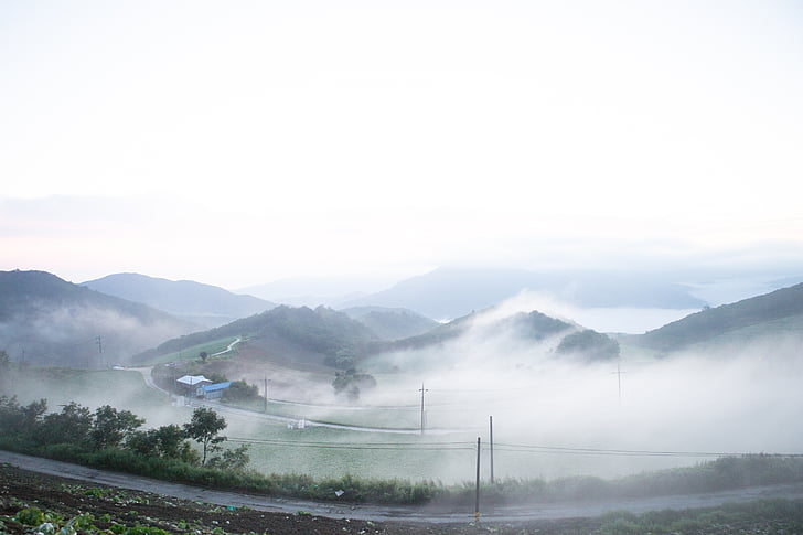 anban degi, Gangneung, mgła, w ogrodzie kapusta