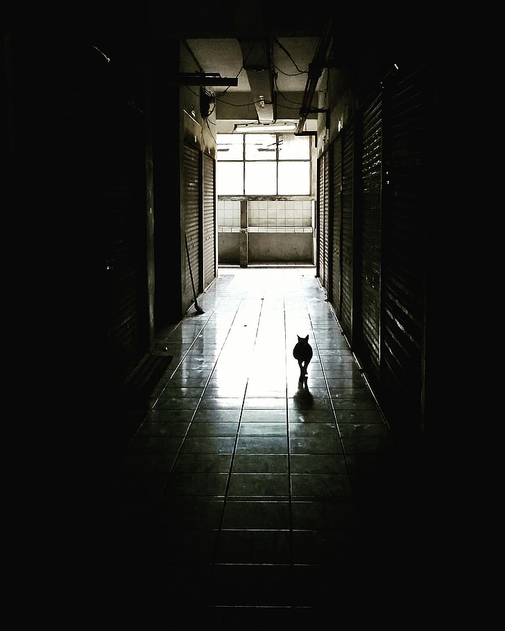 corridor, dark, cat, way, light, tunel, pet