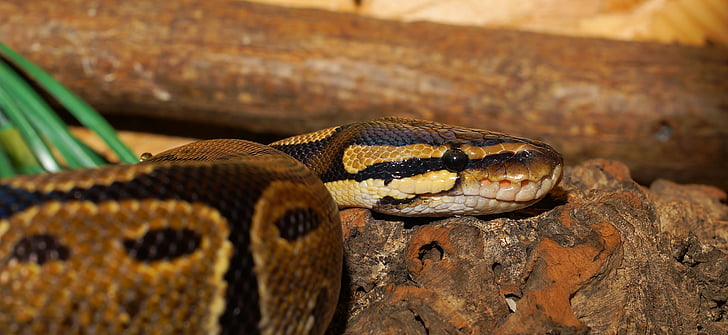ular, Python, Ball python, Python regius, asli, konstriktor, reptil