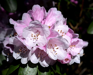 Rhododendron, forår, blomster, plante, Pink rhododendron, blomstrende busk, Pink