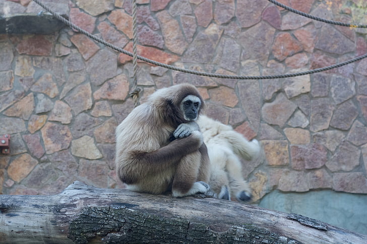 singe, Gibbon, blanc, assis, arbre