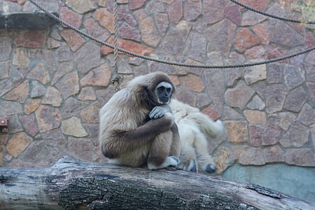 scimmia, gibbone, bianco, seduta, albero