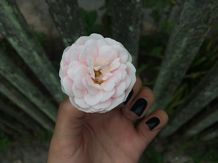 flor, natura, Rosa, jardí, flors, mà humana