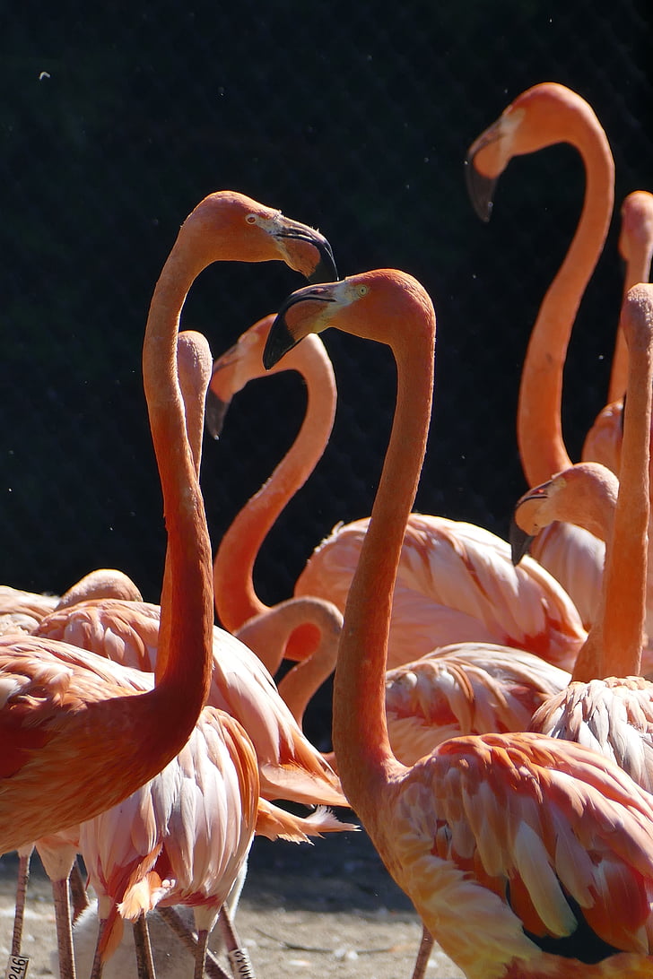flamingo, water, wing, bird, animal, nature, fish