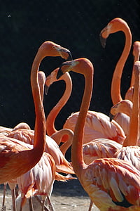 Flamingó, víz, szárny, madár, állat, természet, hal