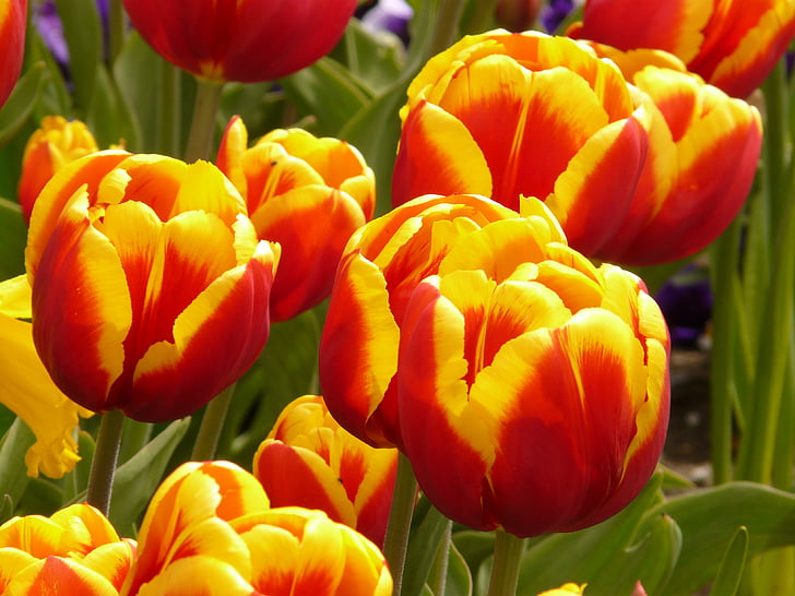 cvijeće, tulipani, šarene, cvijet, cvatu, ljeto, proljeće