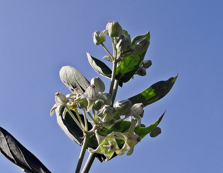 AAK, Calotropis gigantea, selyemkóró, fehér, virág, hubli, India