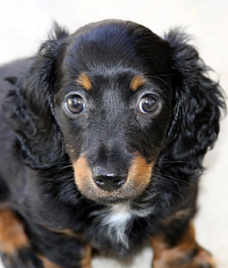 dachshund, puppy, mini, long hair, pet, canine, pup
