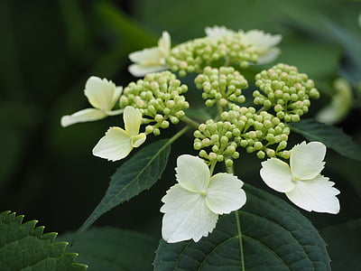 Hortensia, yamaajisai, valged lilled, lilled, loodus, lehed, taim