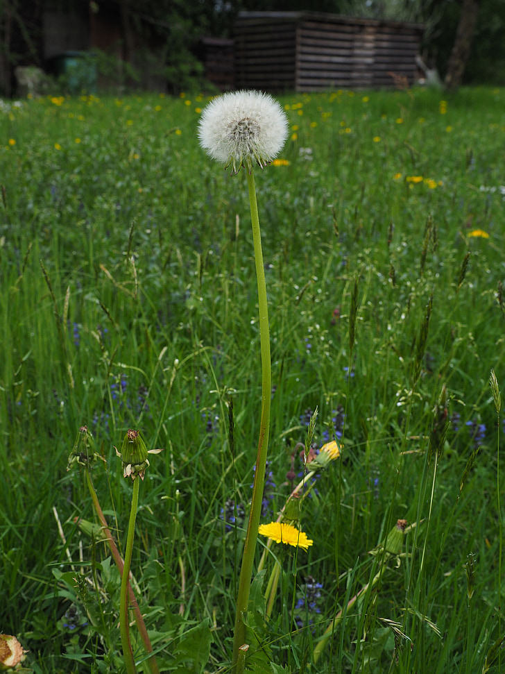 dandelion, spring, meadow, pointed flower