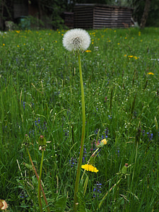 Dandelion, musim semi, padang rumput, menunjuk bunga
