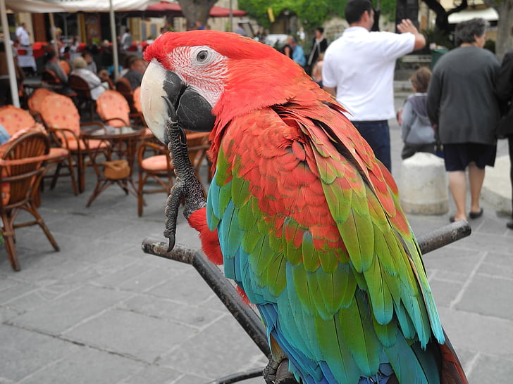 parrot, bird, animal, colorful, plumage, ara, parrots