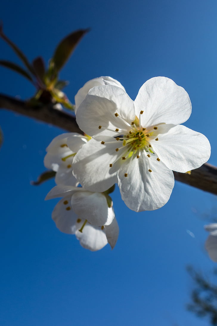 vyšnių žiedai, gėlė, žiedų, pavasarį, žydinčios japoniškos sakuros, vyšnia, Gamta
