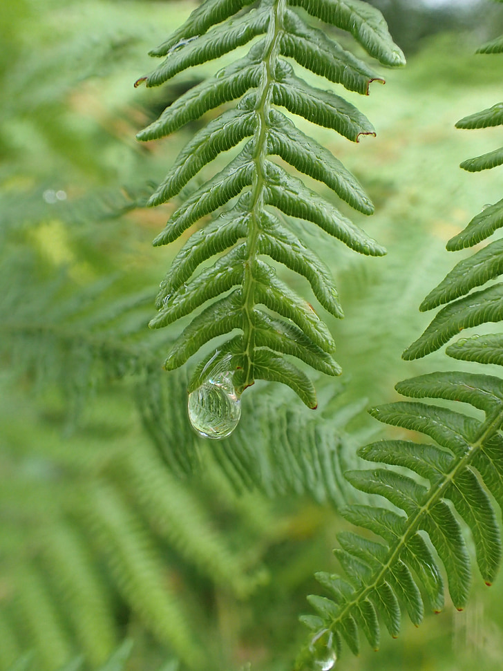 fern, fan, nature, leaves, green, wet, dew
