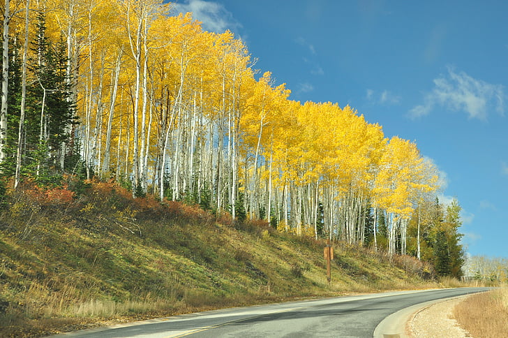 Utah, Park city, breza, žltá, Príroda, stromy, jeseň