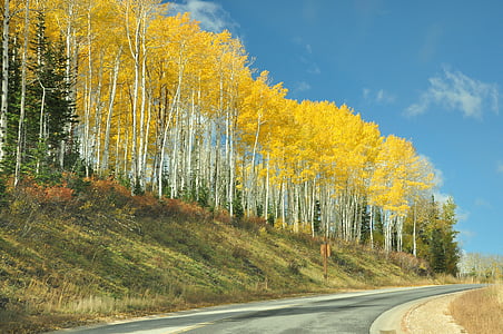 Utah, Park city, bjørk, gul, natur, trær, høst