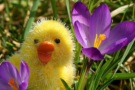 kevään, Pääsiäinen, kana, Hyvää pääsiäistä, sisustus, deco, Luonto