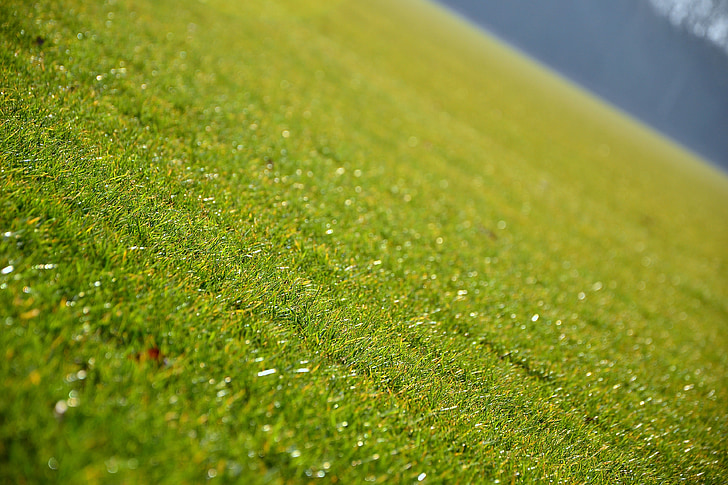 grass, lawn, green, nature, purity