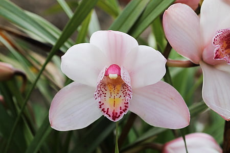 orquídia, Rosa, flors, blanc, natura, planta, flor