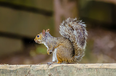 animal, rodent, squirrel, eastern gray, eastern gray squirrel, forest, ground squirrel