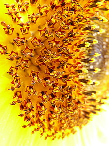 bunga, makro, fotografi, alam, tabung, bunga matahari, Perbungaan