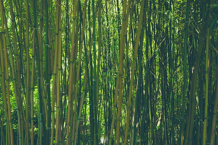 verd, bambú, plantes, arbres, bosc, boscos, natura