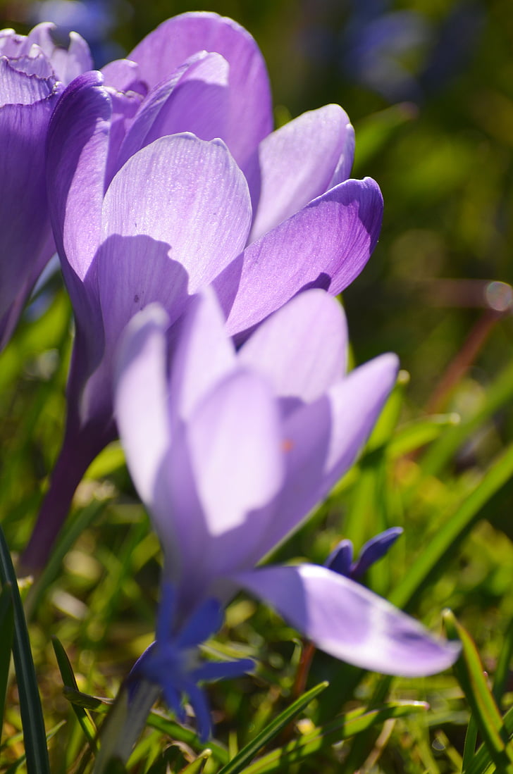 krokas, Velykų, pavasarį, violetinė, gėlė, frühlingsanfang, pradžioje gama