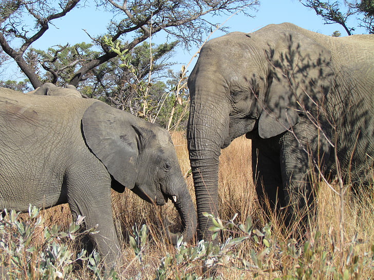 elefanter, Baby, Afrika, Sydafrika, vilda djur, naturen, Safari