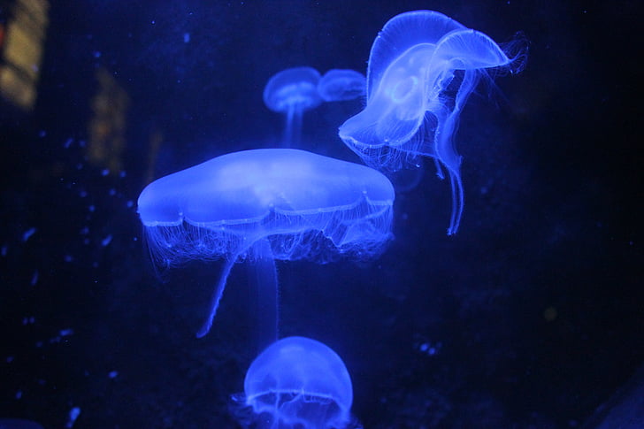 Medúza, modrá, akvárium, moře zvíře, kopřivy, chapadlo, zvíře