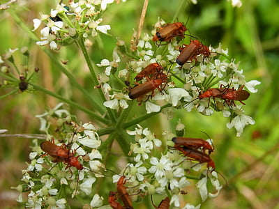 甲虫, 士兵的甲虫, 昆虫, wirbellos, 动物, 森林, 草甸