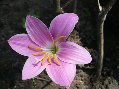 Frühling, lila Blume, gelbe Staubgefäße, Blume, Blütenblatt, Blütenkopf, Zerbrechlichkeit