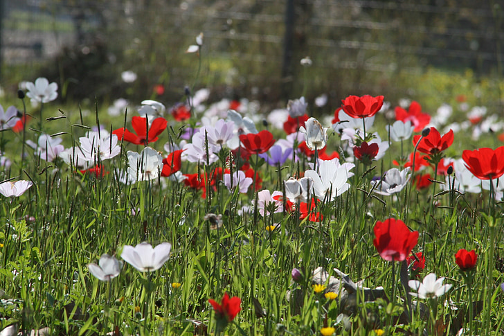 Anemone coronaria, flors, camp de flors, natura, Anemone de, blanc, natural
