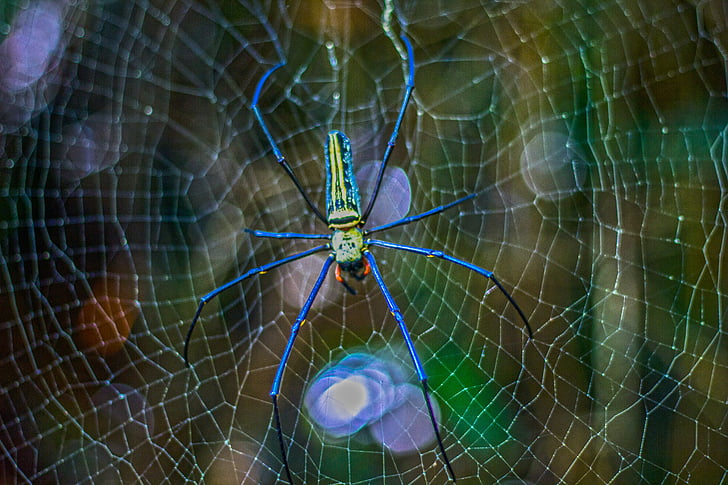 pavouk, jedovatý pavouk, barevné, nábřeží, šest nohou, pavučina, jazyk