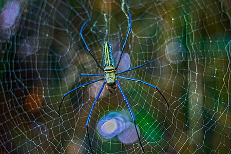 αράχνη, Δηλητηριώδης αράχνη, πολύχρωμα, ανάχωμα, έξι πόδια, αραχνιά, γλώσσα