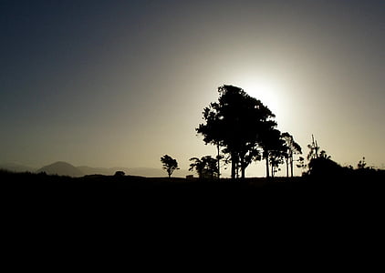 silhouette, tree, back light, nature, sunset, africa, landscape