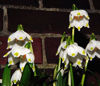flores de primavera-nudo, copo de nieve, jardín, Hauswand, campanillas verdes grandes, Amaryllidaceae, Blanco