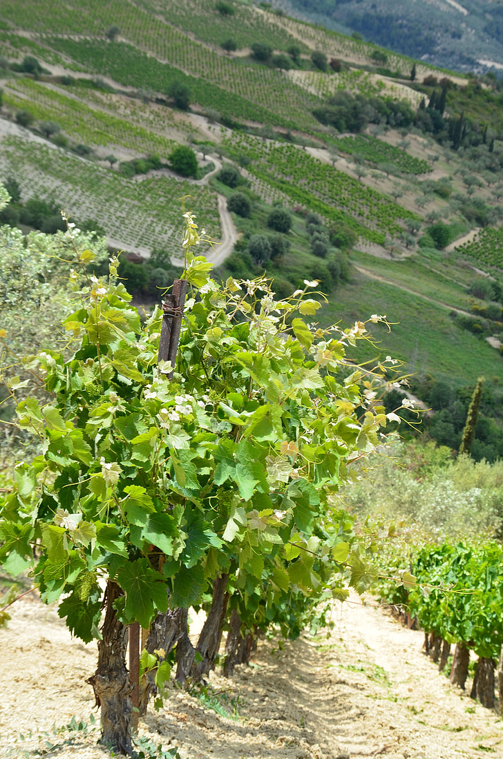 kebun anggur, anggur, pertanian