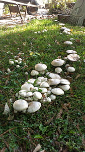 mushrooms, fungus, forest, nature, backyard, leaves, yard