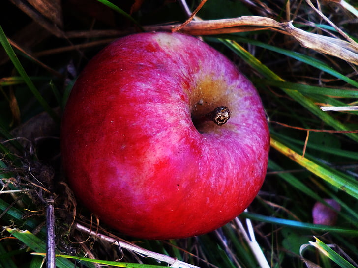 แอปเปิ้ล, สีแดง, ธรรมชาติ, ผลไม้, ฤดูใบไม้ร่วง, ทารกในครรภ์, ต้นไม้แอปเปิ้ล