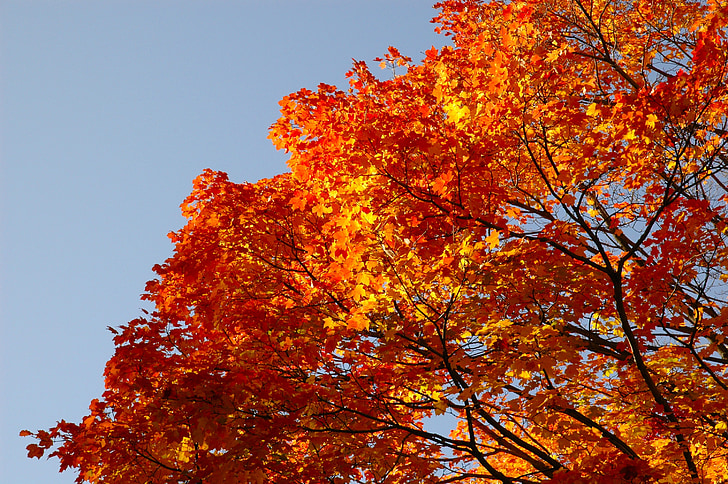 sininen taivas, syksyllä, aut, Syksy, kultainen syksy, syksyn värejä, syksyn lehtiä