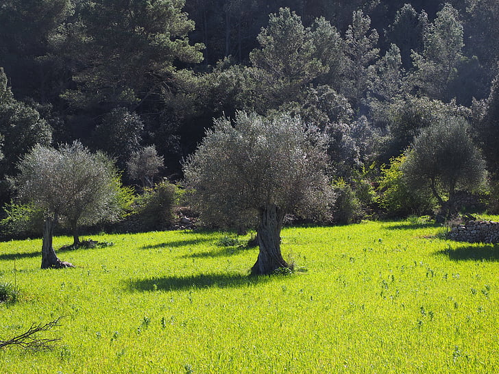 l'olivera, plantació d'oliveres, plantació, arbre, jardí d'oliveres, oliverar, plantació
