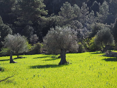 drzewo oliwne, plantacji oliwek, Plantacja, drzewo, ogród oliwny, gaj oliwny, do sadzenia
