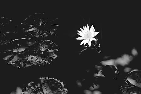 ūdens lily, Lilija, ūdens, daba, puķe, balta, melnbalts