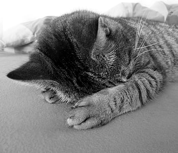고양이, 휴식, 진정하세요, 카마 초, 블랙, 하얀, 발