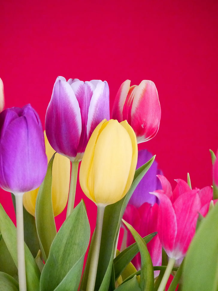 Hoa tulip, bó hoa, bó hoa tulip, chính phủ liên bang, mùa xuân, nở hoa, Hoa