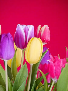 Tulipaner, buket, tulipan buket, forbundsregeringen, forår, Bloom, blomster